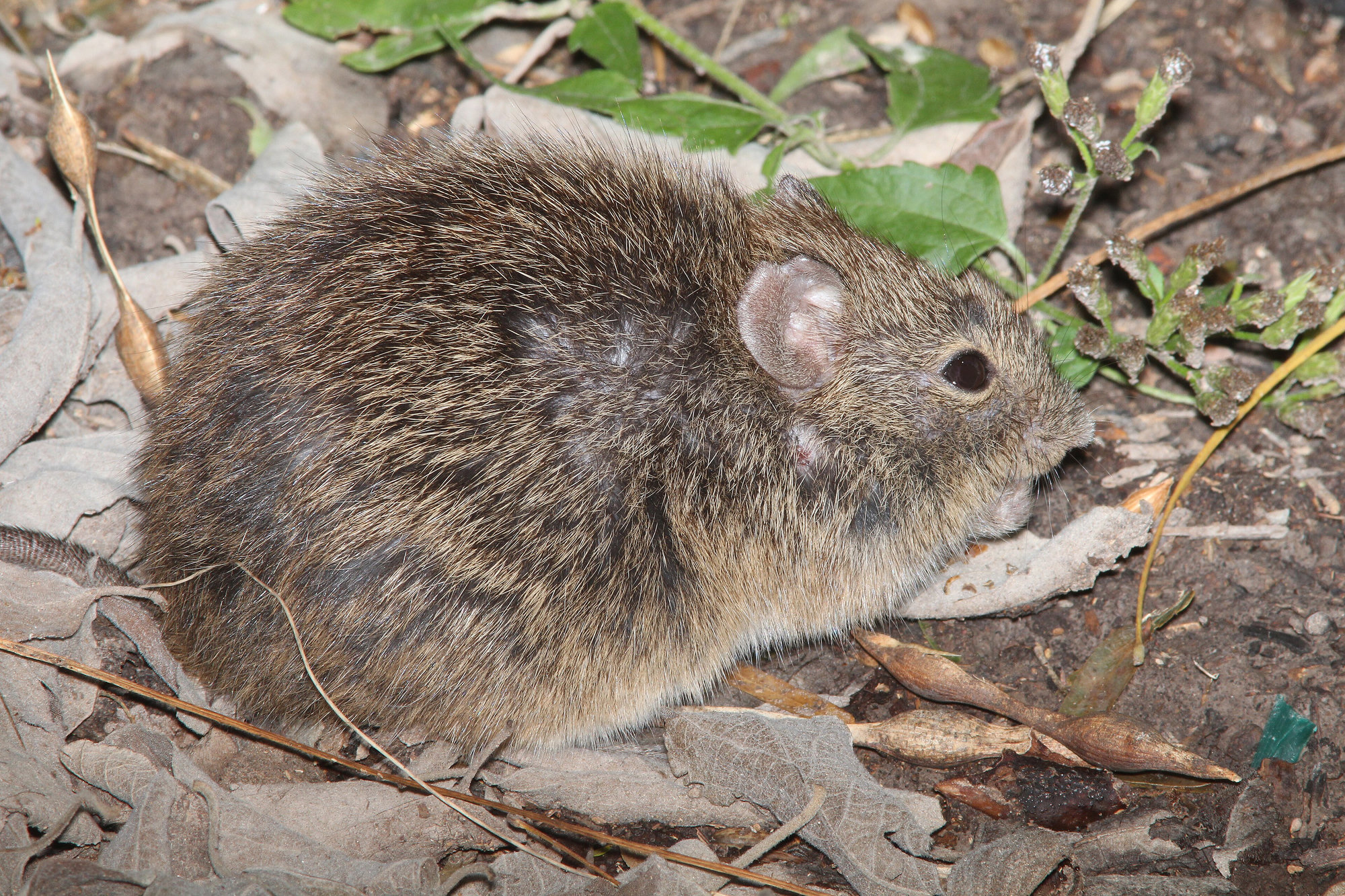 A hispid cotton rat sitting among dry leaves, its coarse, grizzled brown-and-black fur close up.