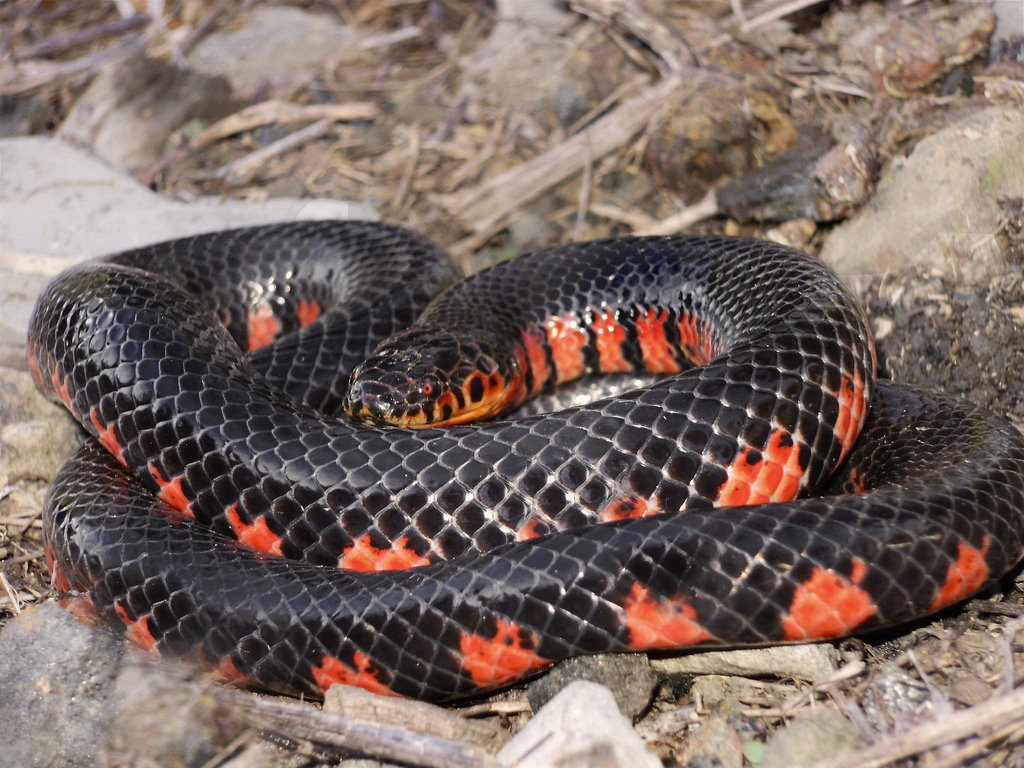 A mudsnake coiled on the ground, glossy black with bright red bars running up its sides from its belly.
