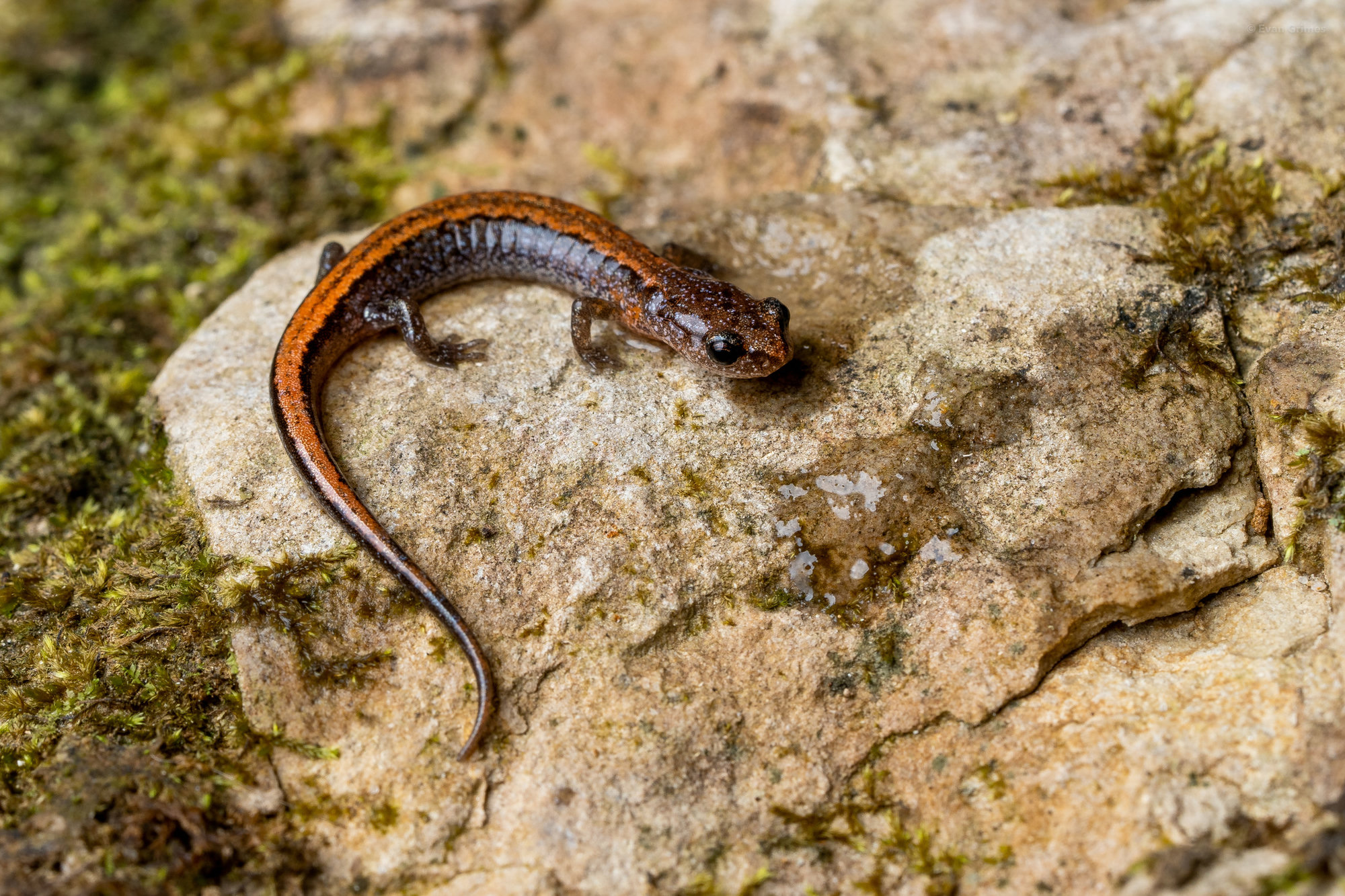 A Webster's salamander on a lichen-covered rock, small and dark with a broad orange stripe down its back.