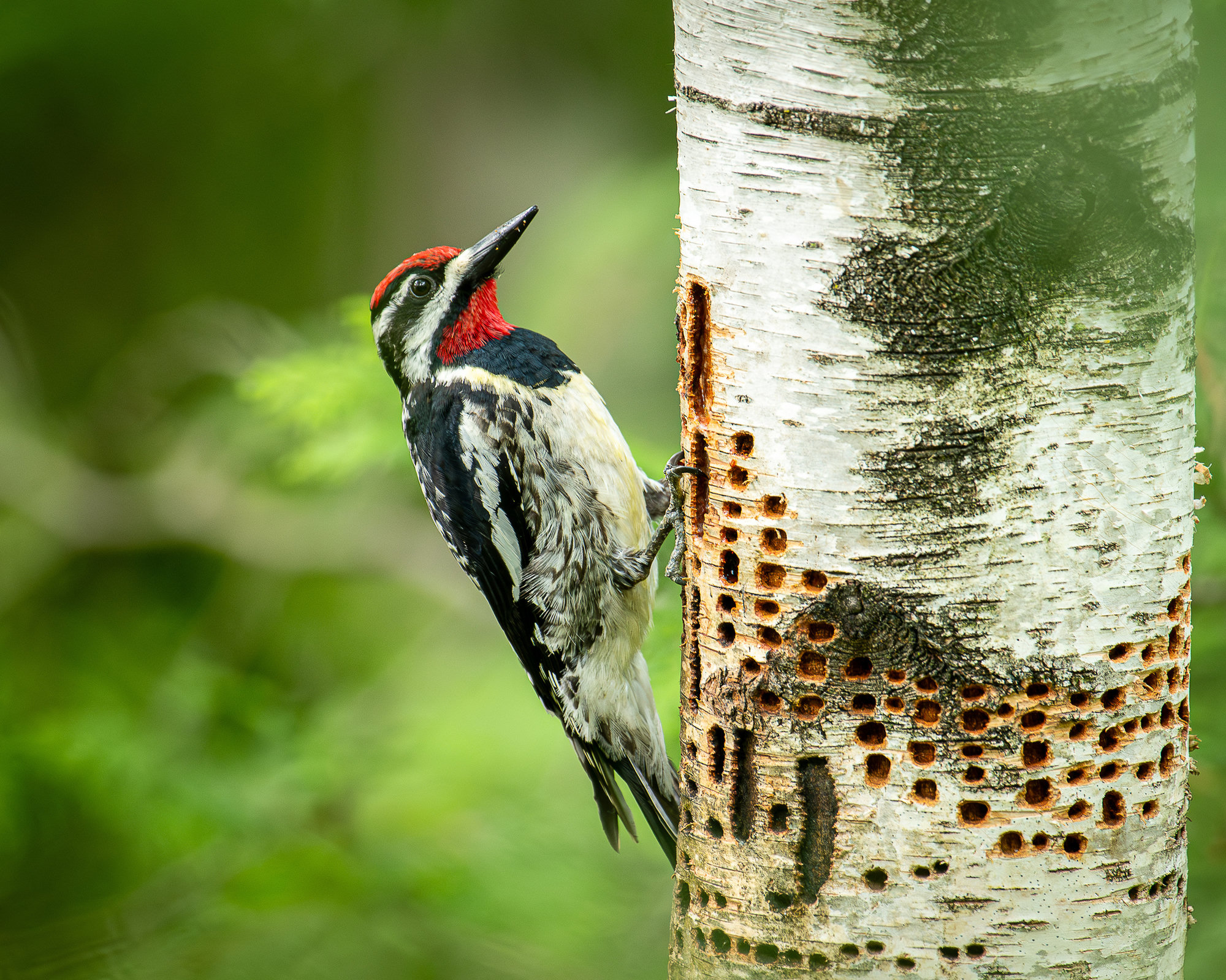 A male yellow-bellied sapsucker clinging beside a birch trunk dotted with rows of the small sap wells it drills, with a red crown and throat and bold black-and-white face stripes.