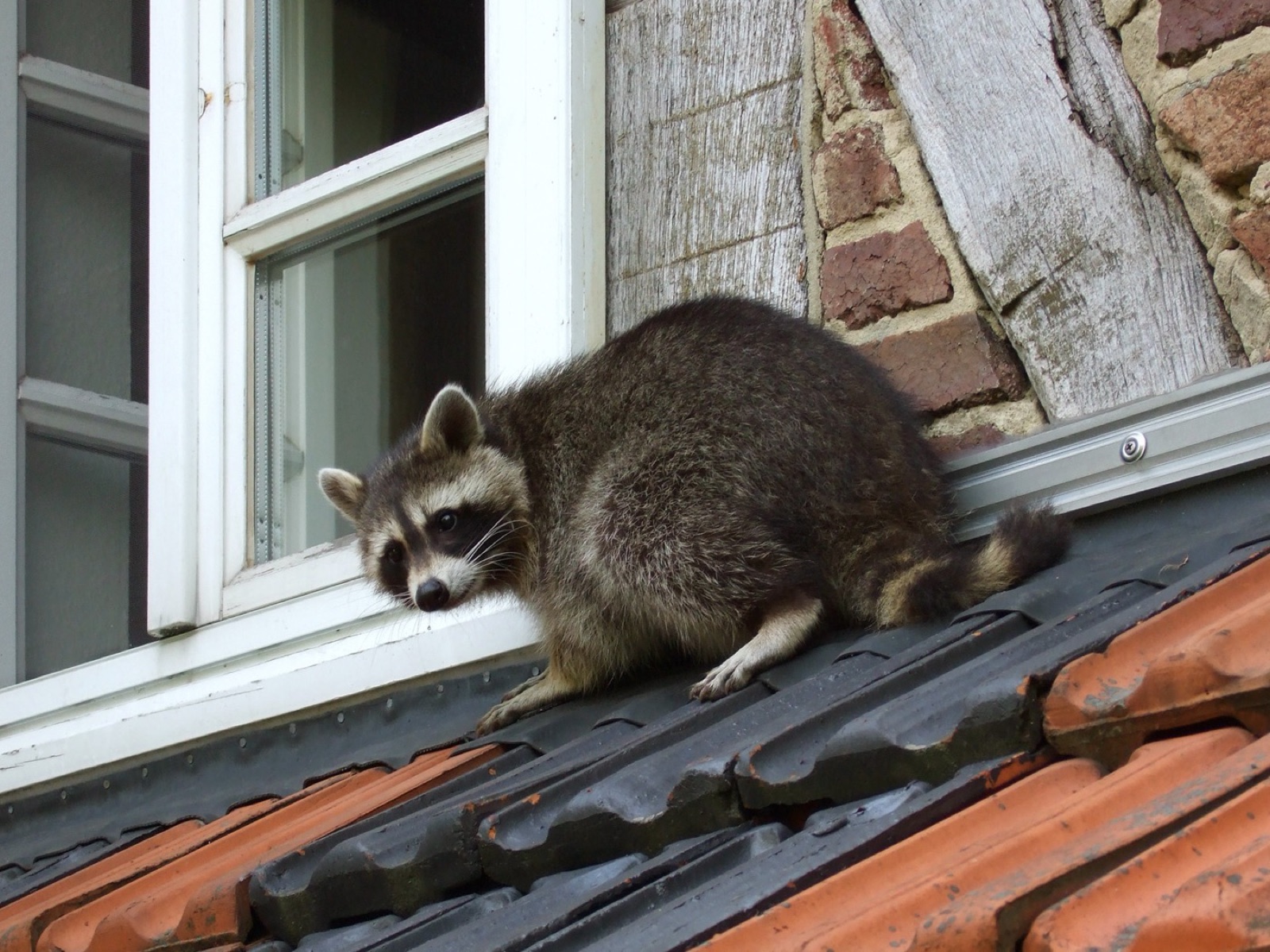 A raccoon on roof tiles beside an open attic window, one paw on the sill.