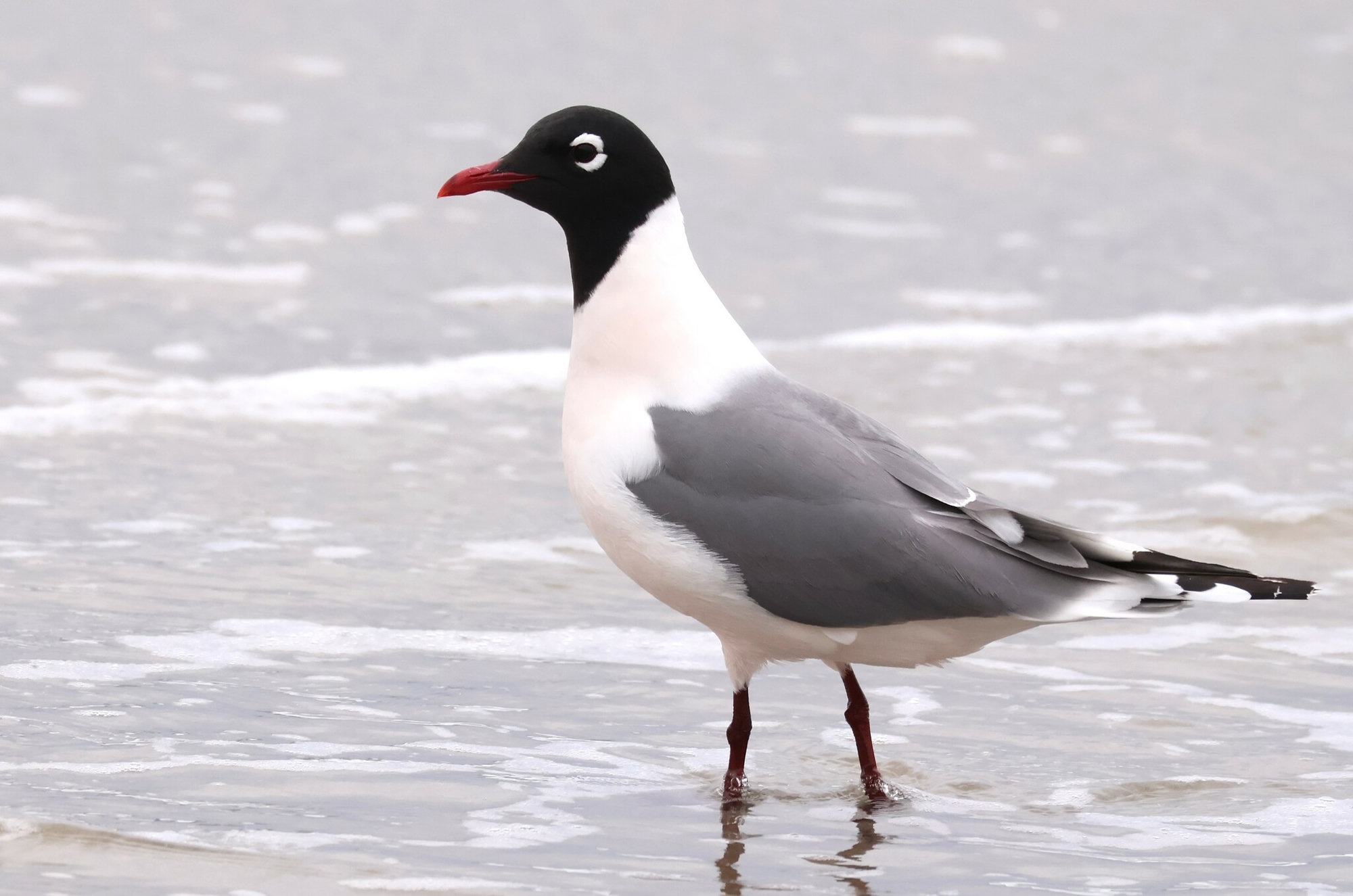 A Franklin's gull wading at the edge of the surf, its black hood, white eye crescents and red bill bright against the sand.