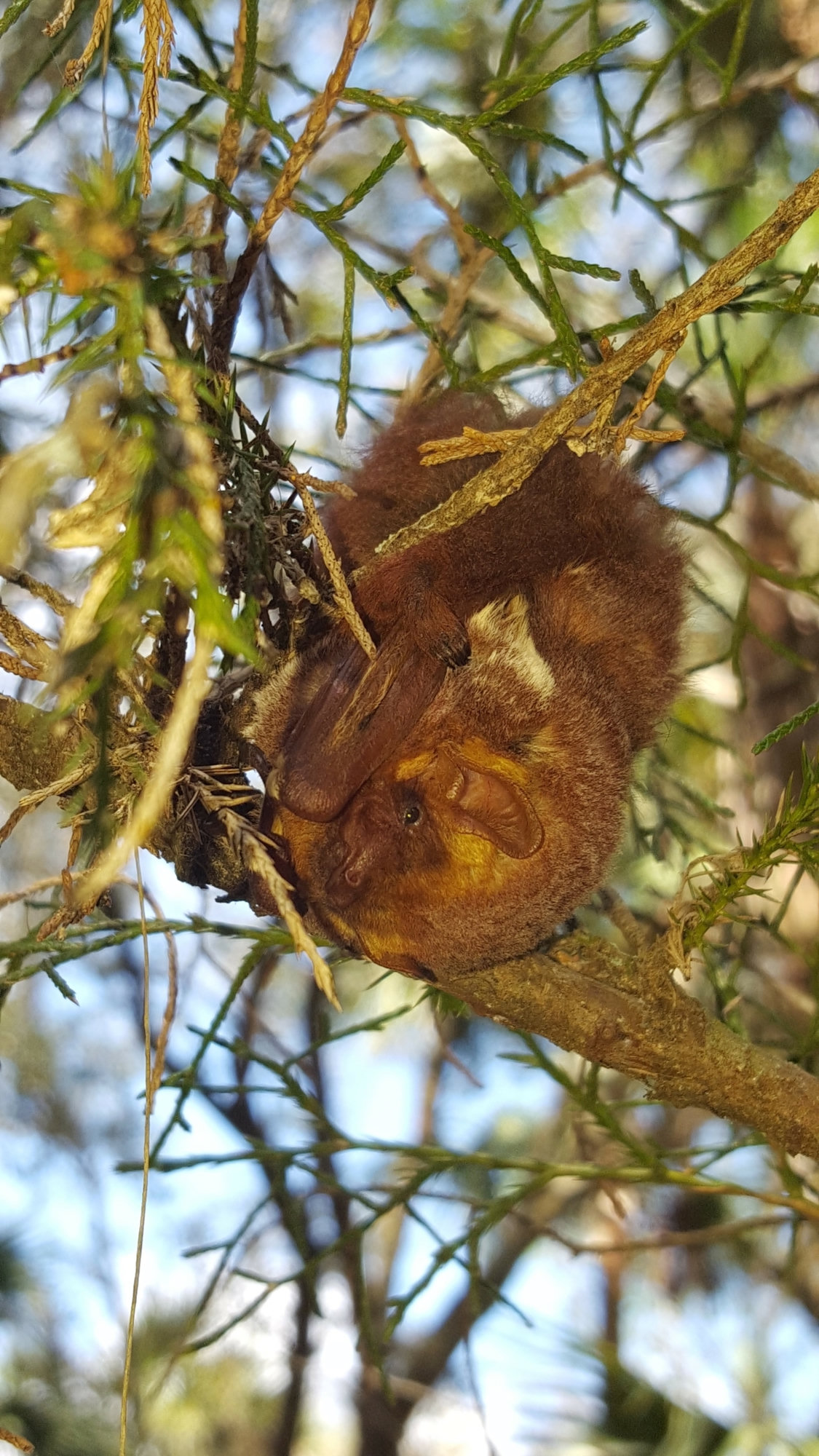 A mahogany-red Seminole bat hanging among the leaves of a tree, wrapped in its furred tail.