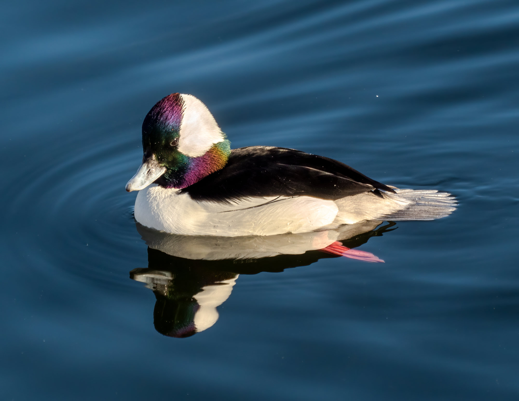 A male bufflehead floating on dark blue water, his large white head patch and iridescent green and purple head reflected below.