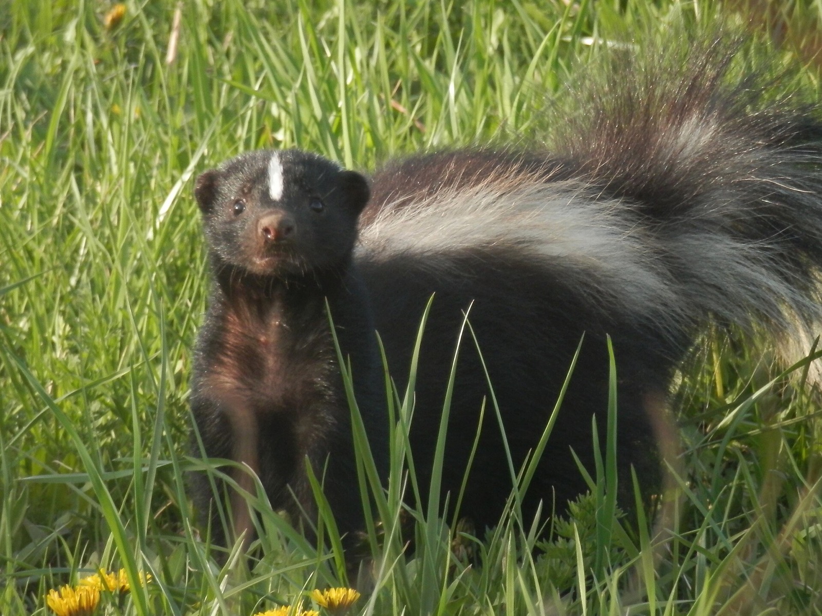 A skunk standing in grass and dandelions with its tail raised, facing the camera.