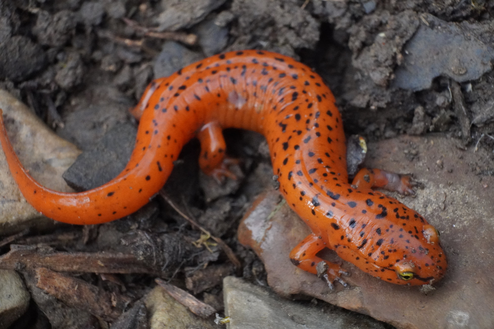 A red salamander among stones and leaves, bright orange-red and covered in small black spots.