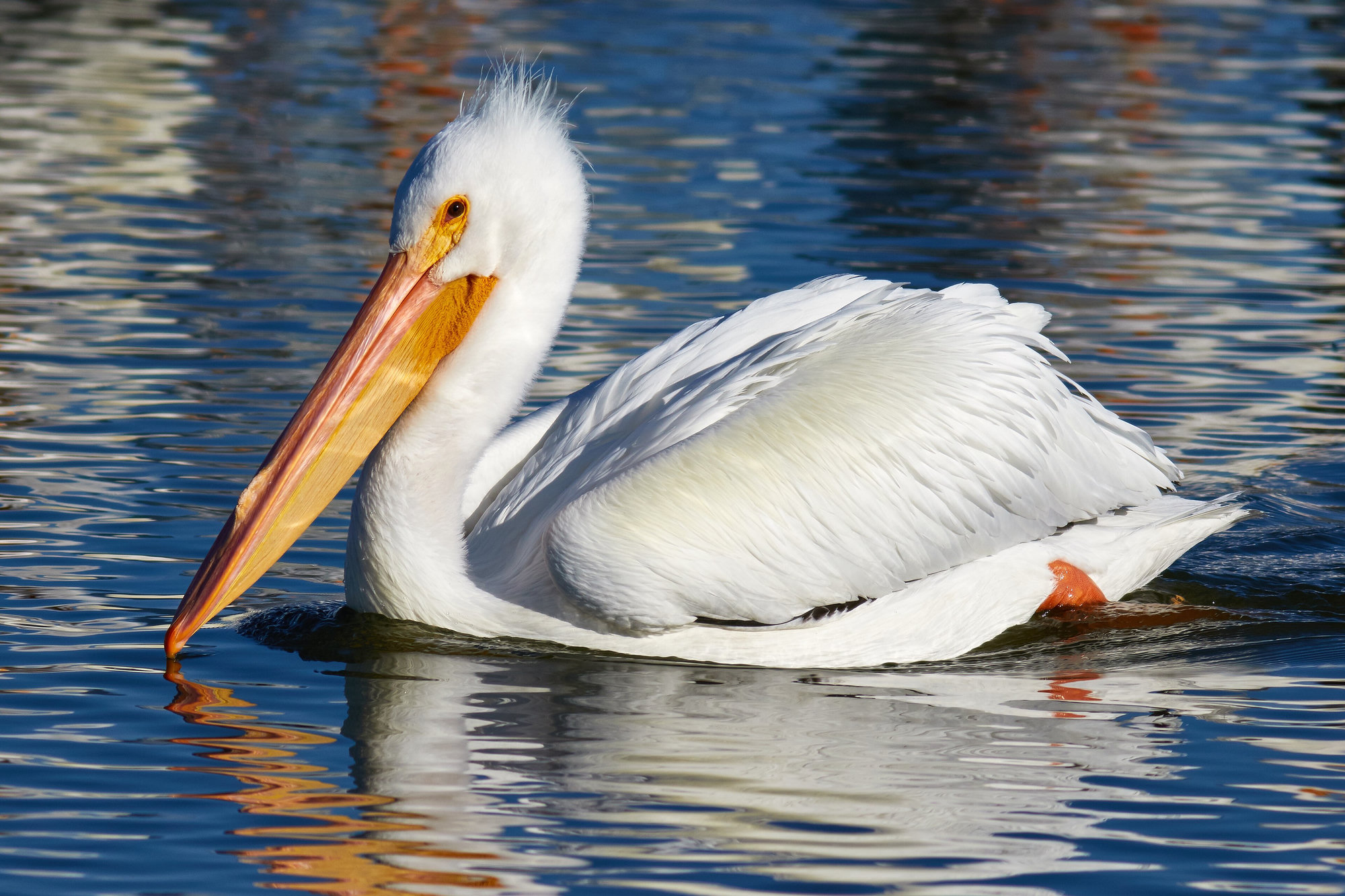 An American white pelican swimming on blue water, white all over with an enormous orange bill and a small upright plate on top of the bill.