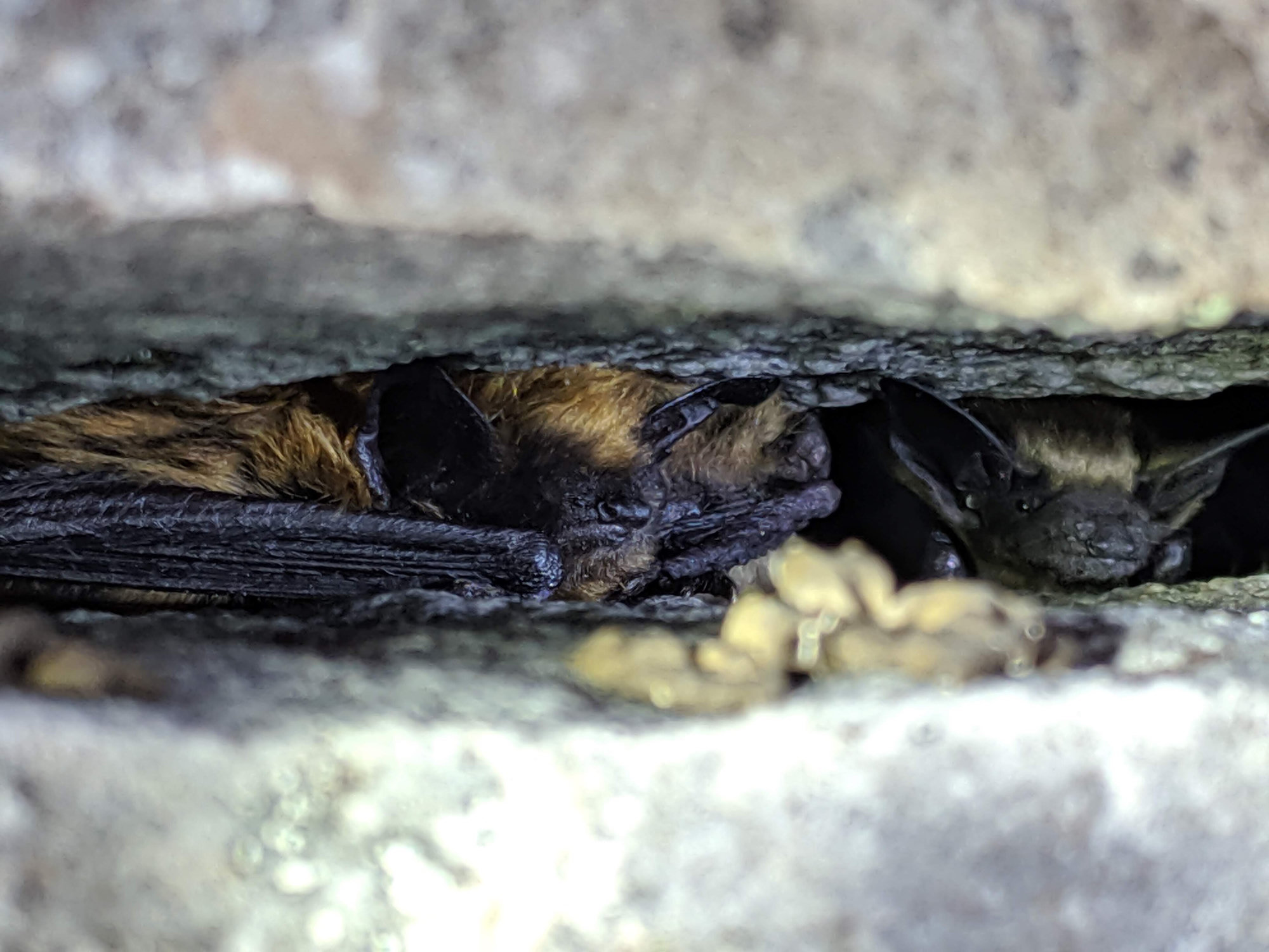 Eastern small-footed bats tucked into a narrow crevice in rock, their dark faces and ears just visible.