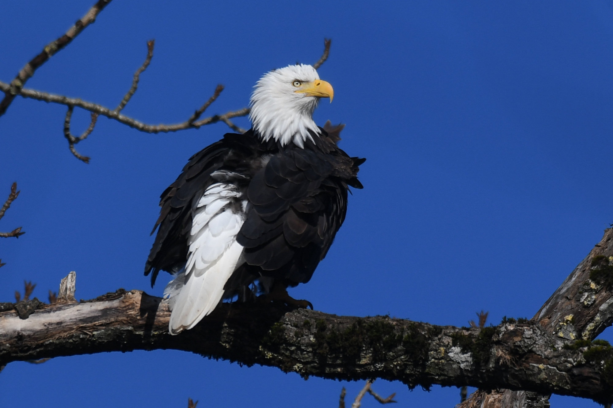 An adult bald eagle perched on a branch against a deep blue sky, dark brown with a white head and tail and a heavy yellow bill.
