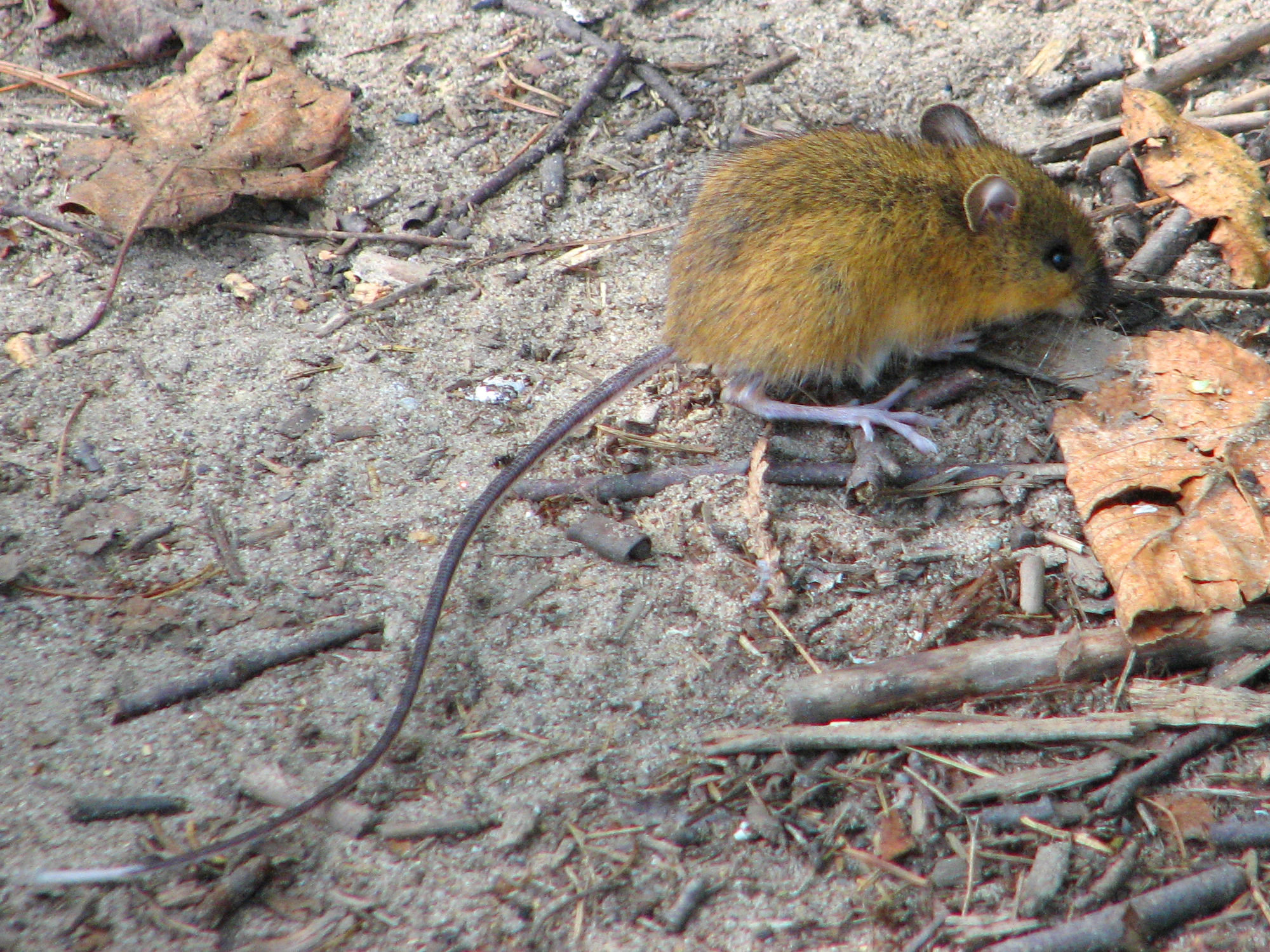 A woodland jumping mouse on the forest floor, its golden sides bright and its long thin tail stretched behind.