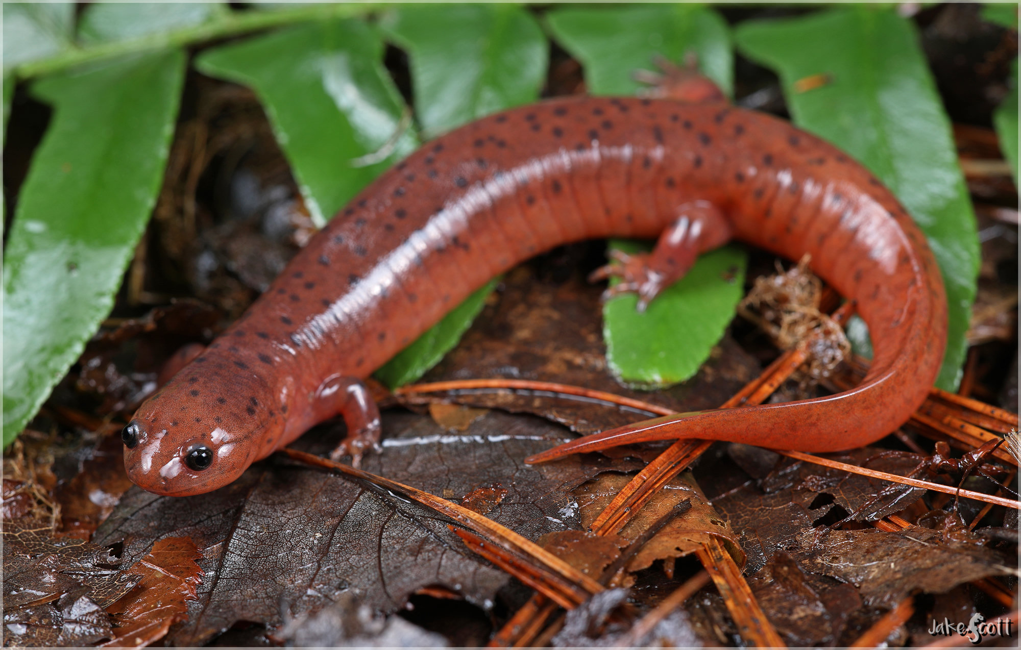 An eastern mud salamander among fern fronds and pine needles, coral-red with scattered round black spots.