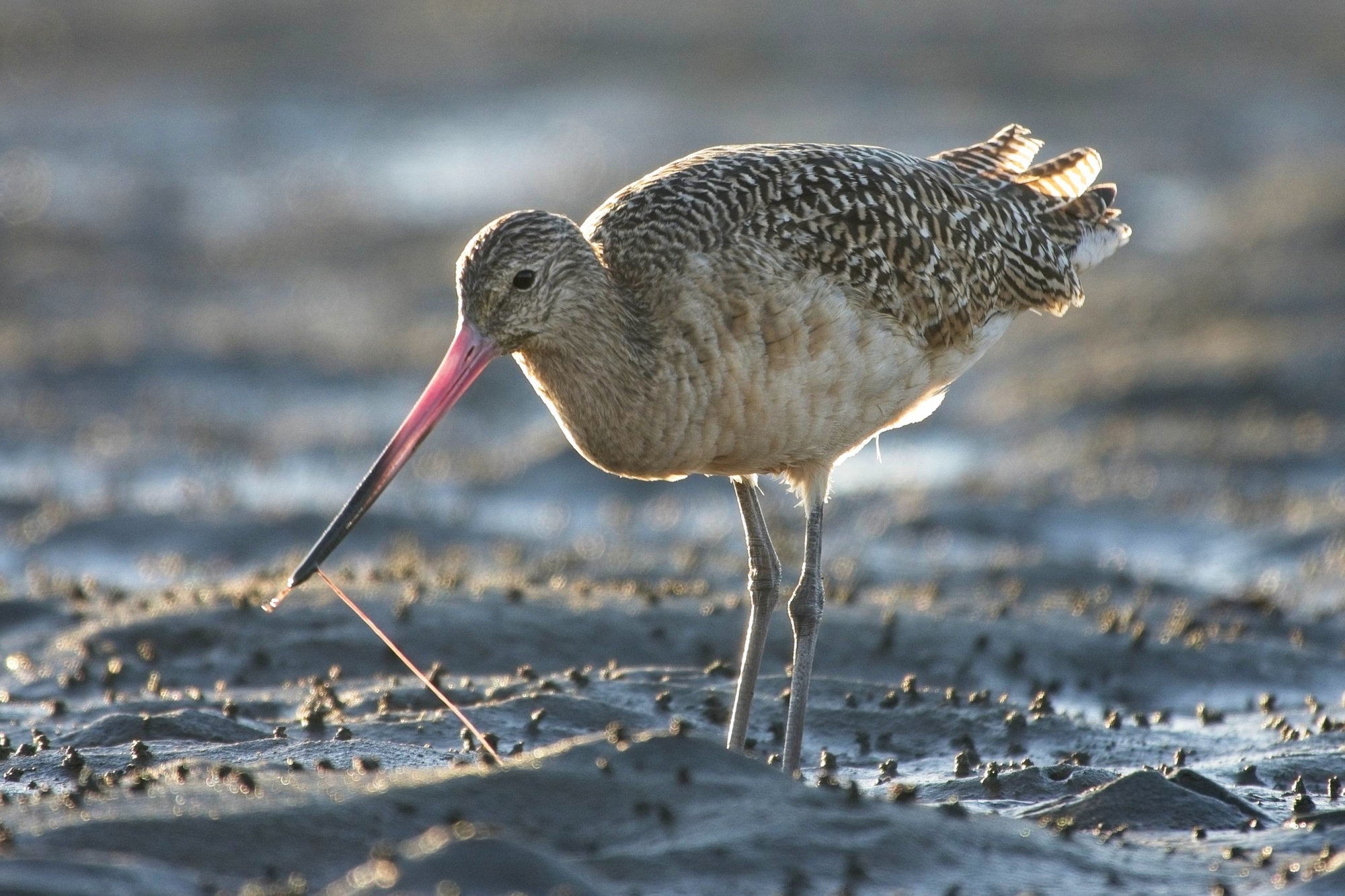 A marbled godwit probing wet sand with its long pink-based bill, its mottled cinnamon plumage lit from behind.