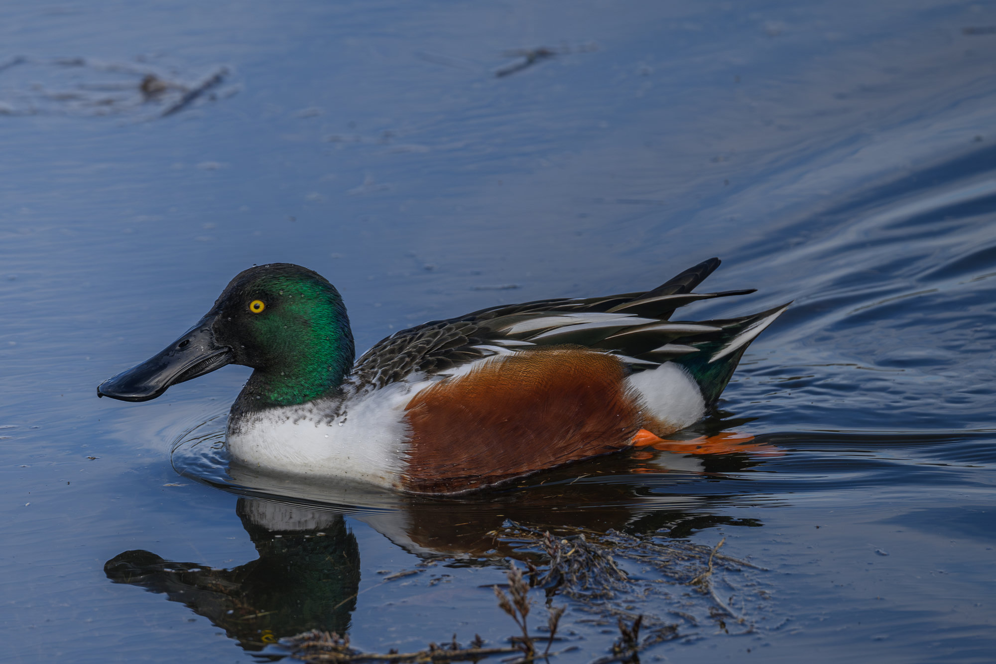 A male northern shoveler swimming, his green head, big spoon-shaped bill and chestnut sides reflected in the water.