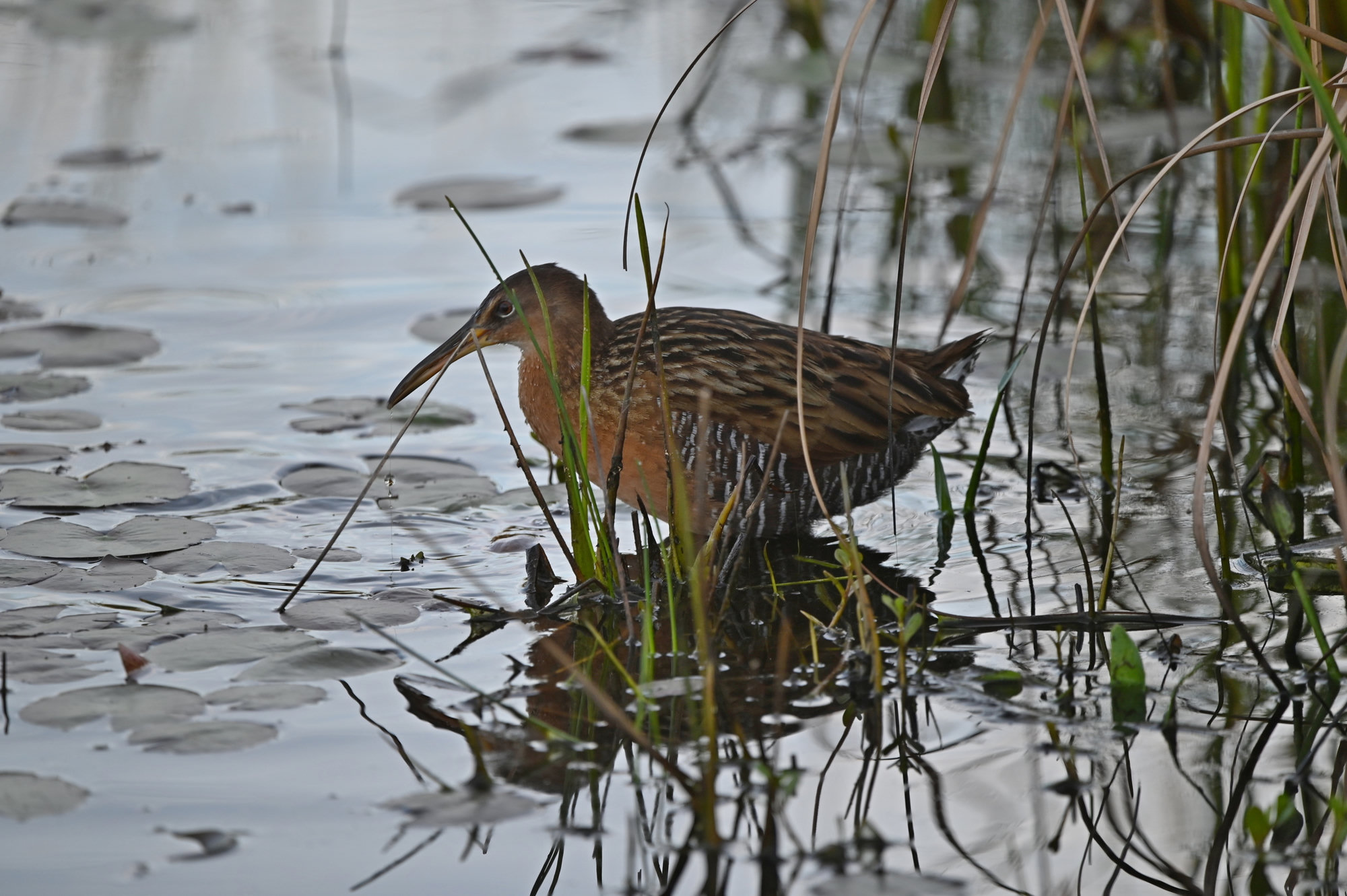 A king rail wading among lily pads and reeds, its cinnamon breast and long bill reflected in the water.