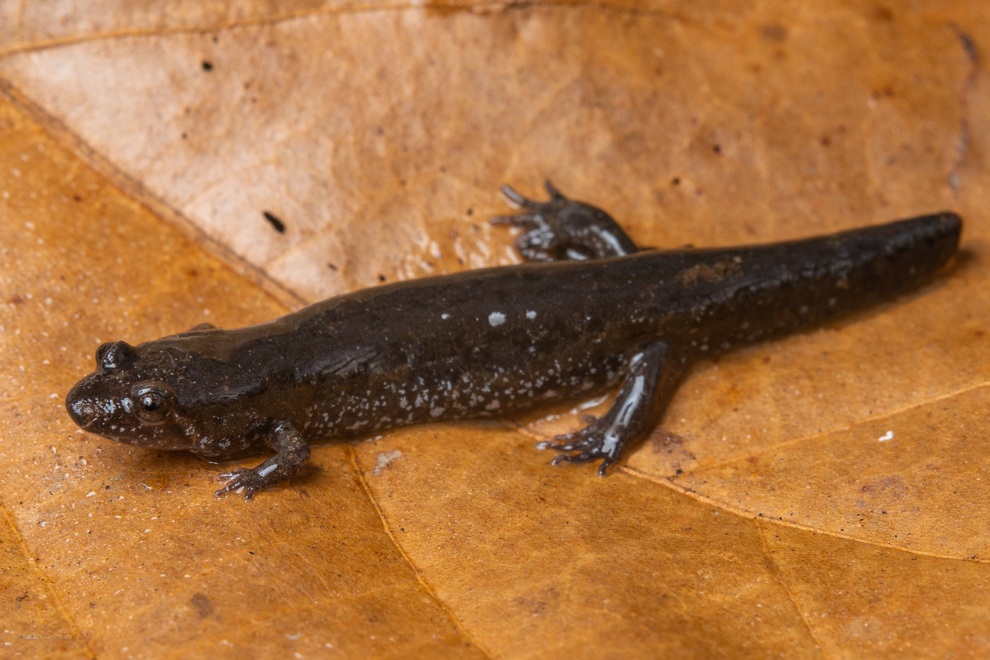 An Apalachicola dusky salamander on a dead leaf, dark brown with faint pale flecks along its body.