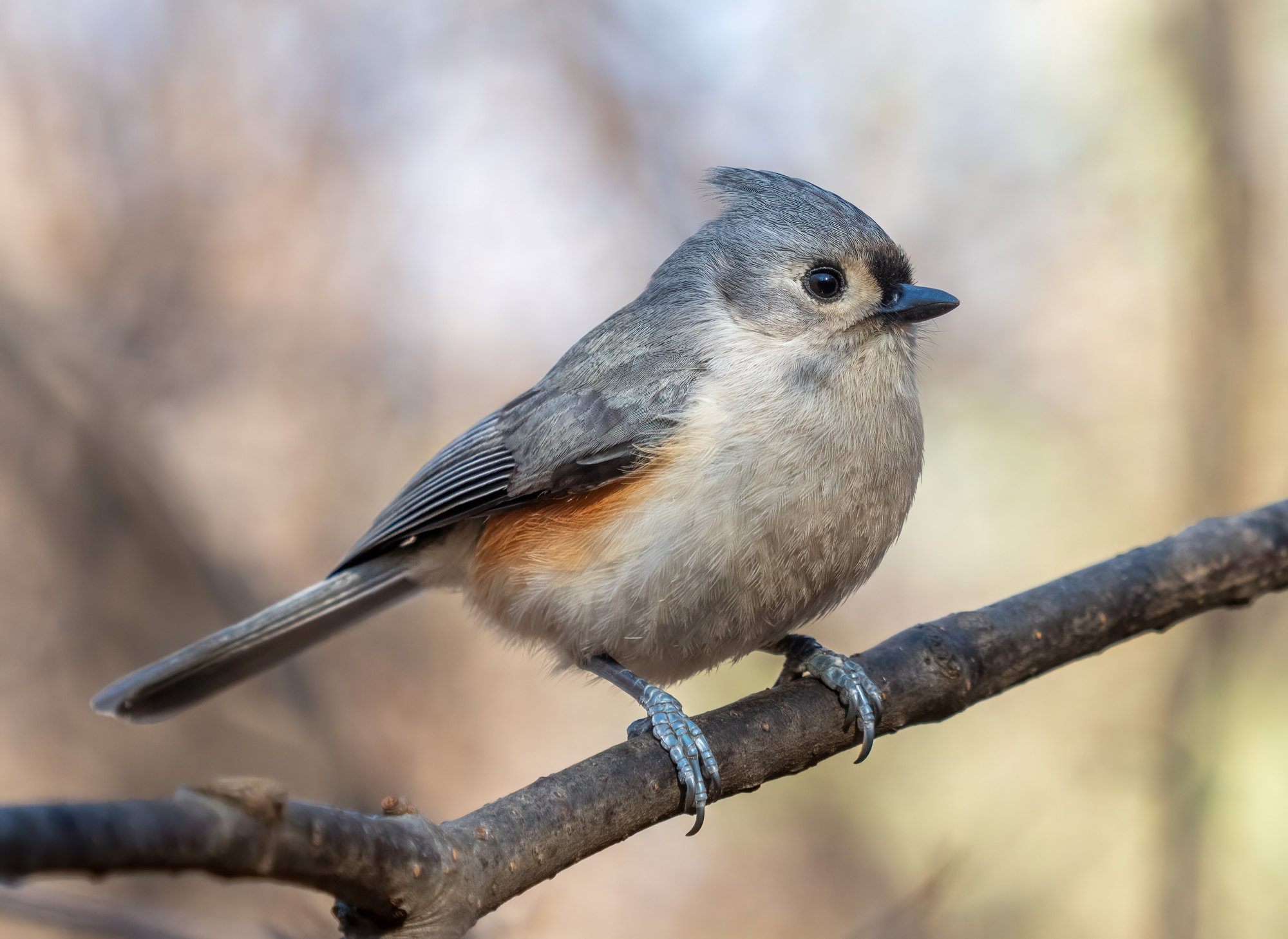 A tufted titmouse perched on a branch, soft grey above and white below with a pointed crest, large black eyes, a black forehead and rusty-peach flanks.