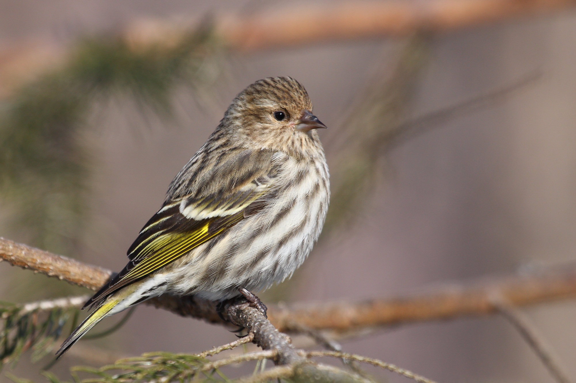 A pine siskin perched on a conifer twig, a small brown finch heavily streaked all over, with a sharply pointed bill and a flash of yellow along its wings.
