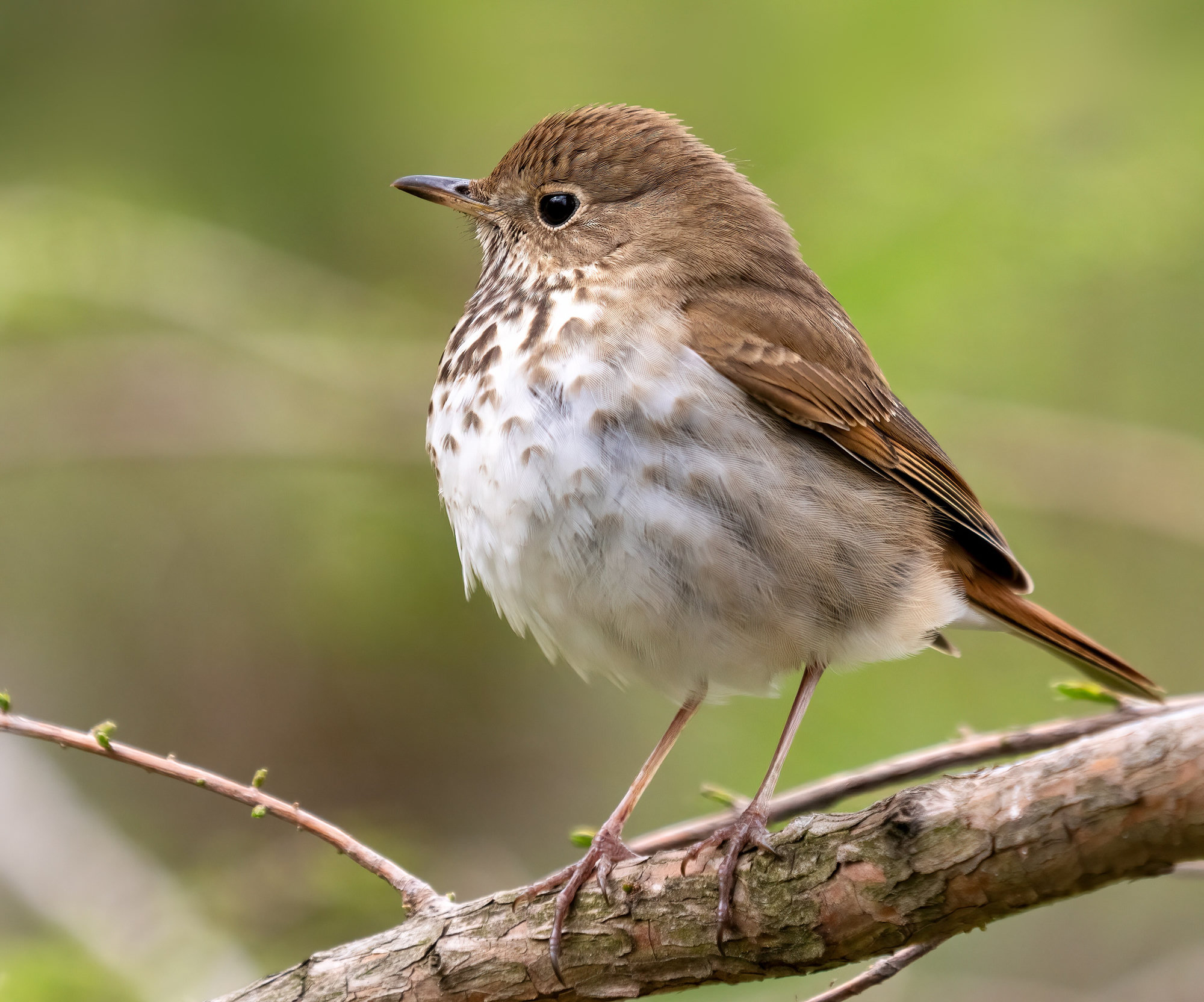 A hermit thrush perched on a branch, olive-brown above with a reddish tail, a thin white eye-ring and bold dark spots on its pale breast.