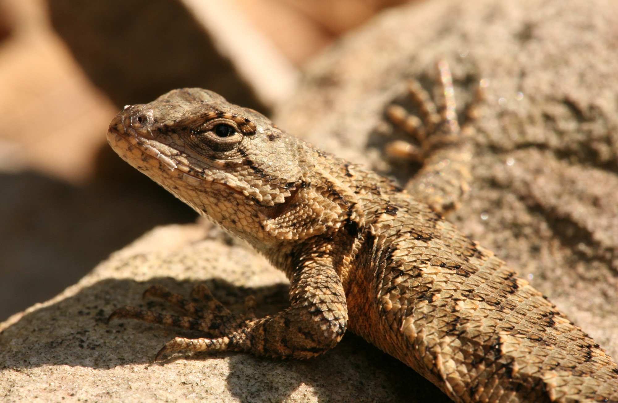 An eastern fence lizard basking on a sunlit rock, its rough, keeled scales patterned in grey and brown.